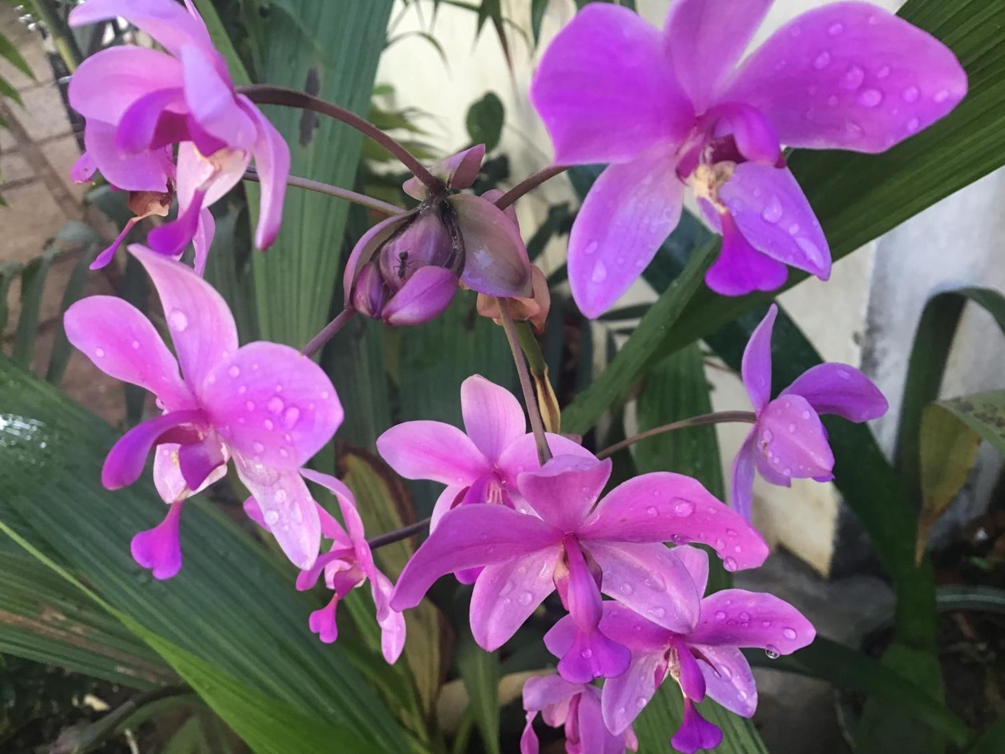 Homestay Vuon Nhan Pleiku Bagian luar foto